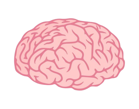 brain